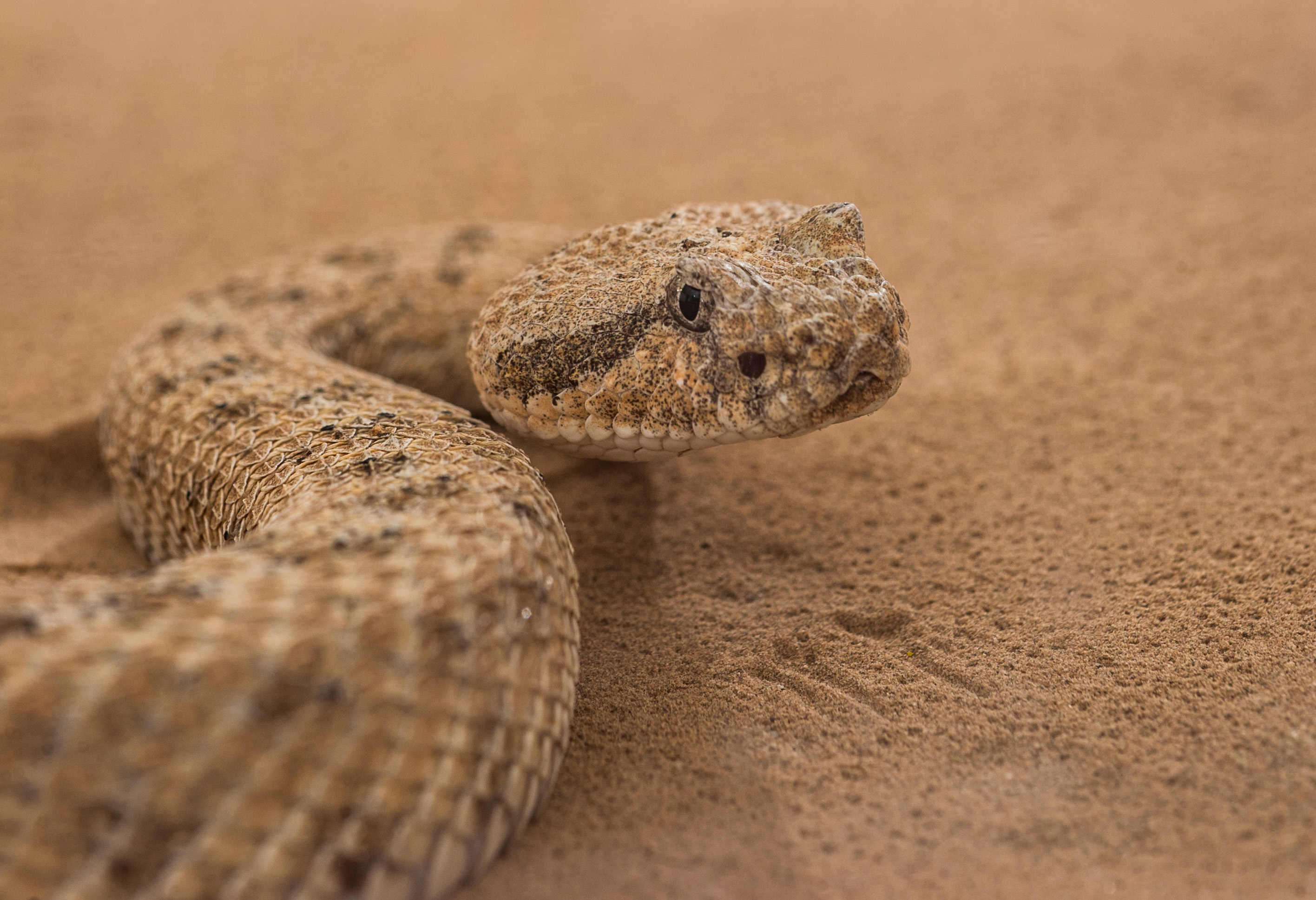 A sidewinder snake is shown in a sand-filled trackway at Zoo Atlanta. Researchers from Georgia Tech, Carnegie Mellon University, Zoo Atlanta and Oregon State University studied the snakes to understand the unique motion they use to climb sandy slopes. (Credit: Rob Felt)