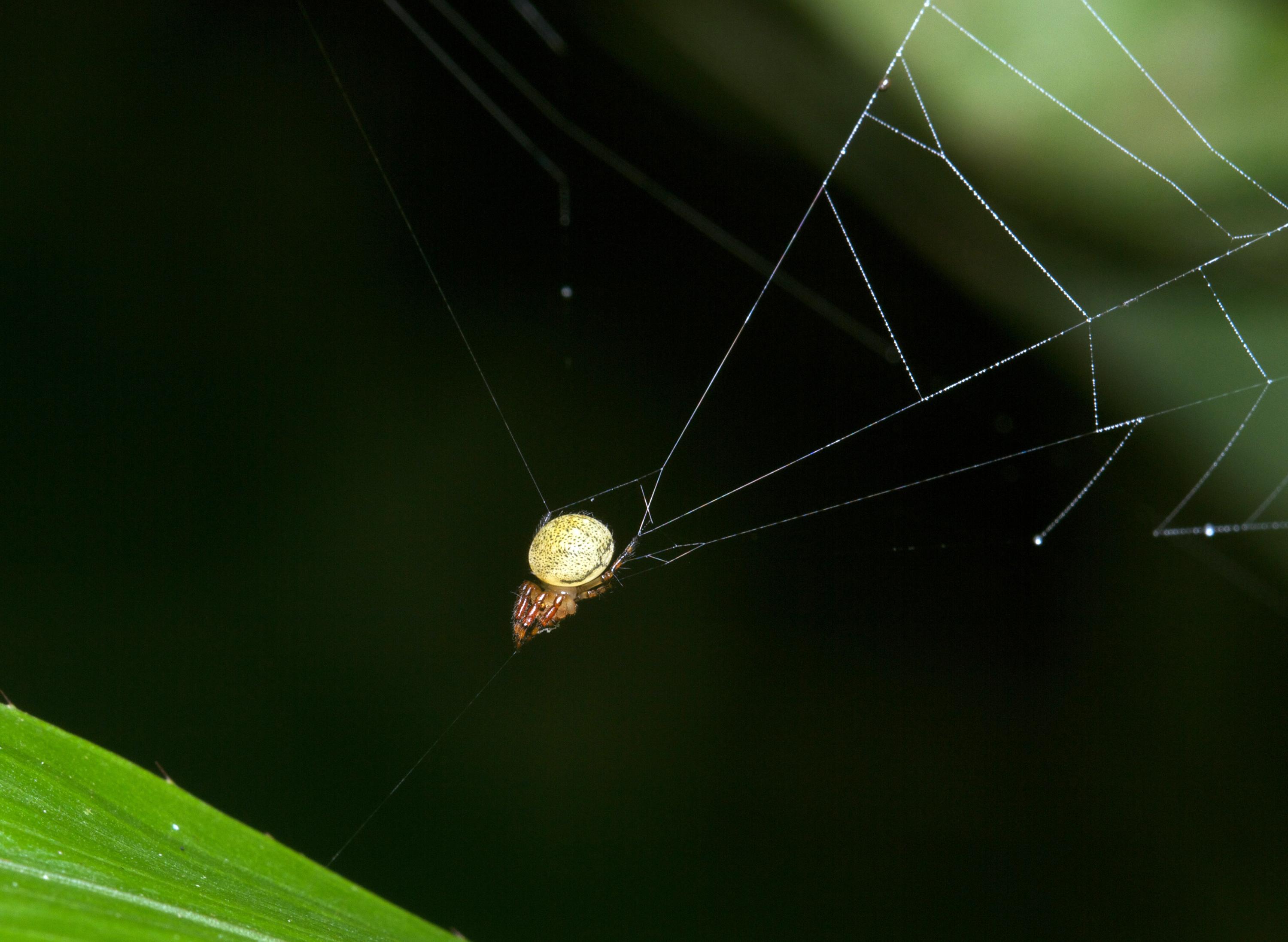 A slingshot spider is ready to launch its cone-shaped web at a flying insect. To do so, the spider will release a bundle of silk, allowing the tension line to release and catapult both the spider and the web. (Credit: Lawrence E. Reeves)