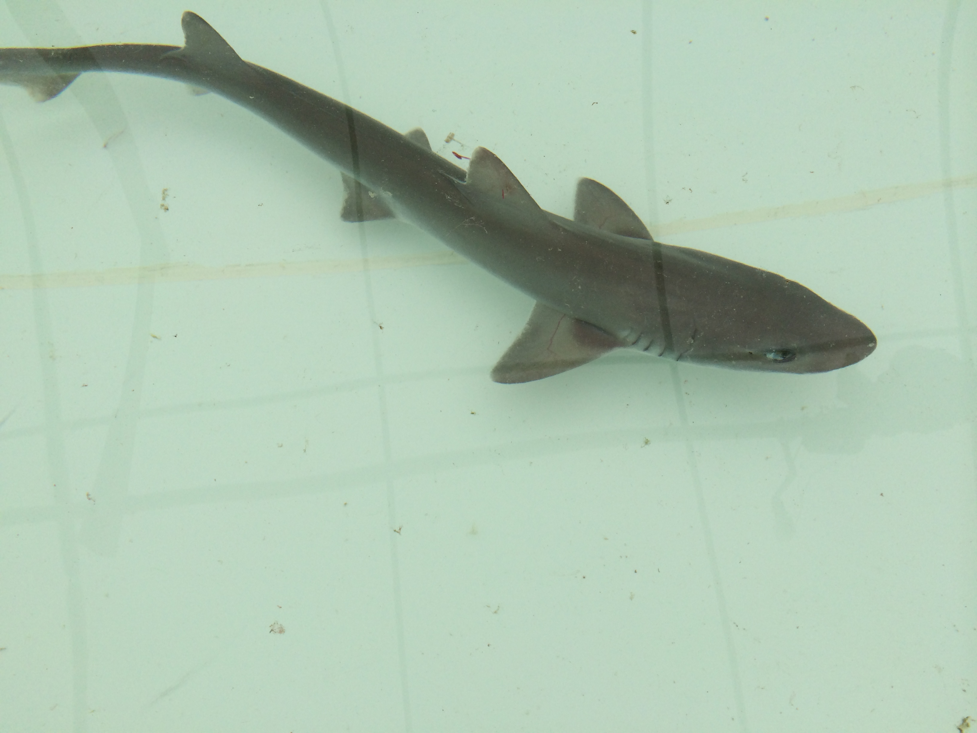 The smooth dogfish, a shark whose range includes the Atlantic Ocean off the eastern United States, could lose their ability to sense the smell of food if climate change if ocean acidification continues its current pace. Credit: Danielle Dixson