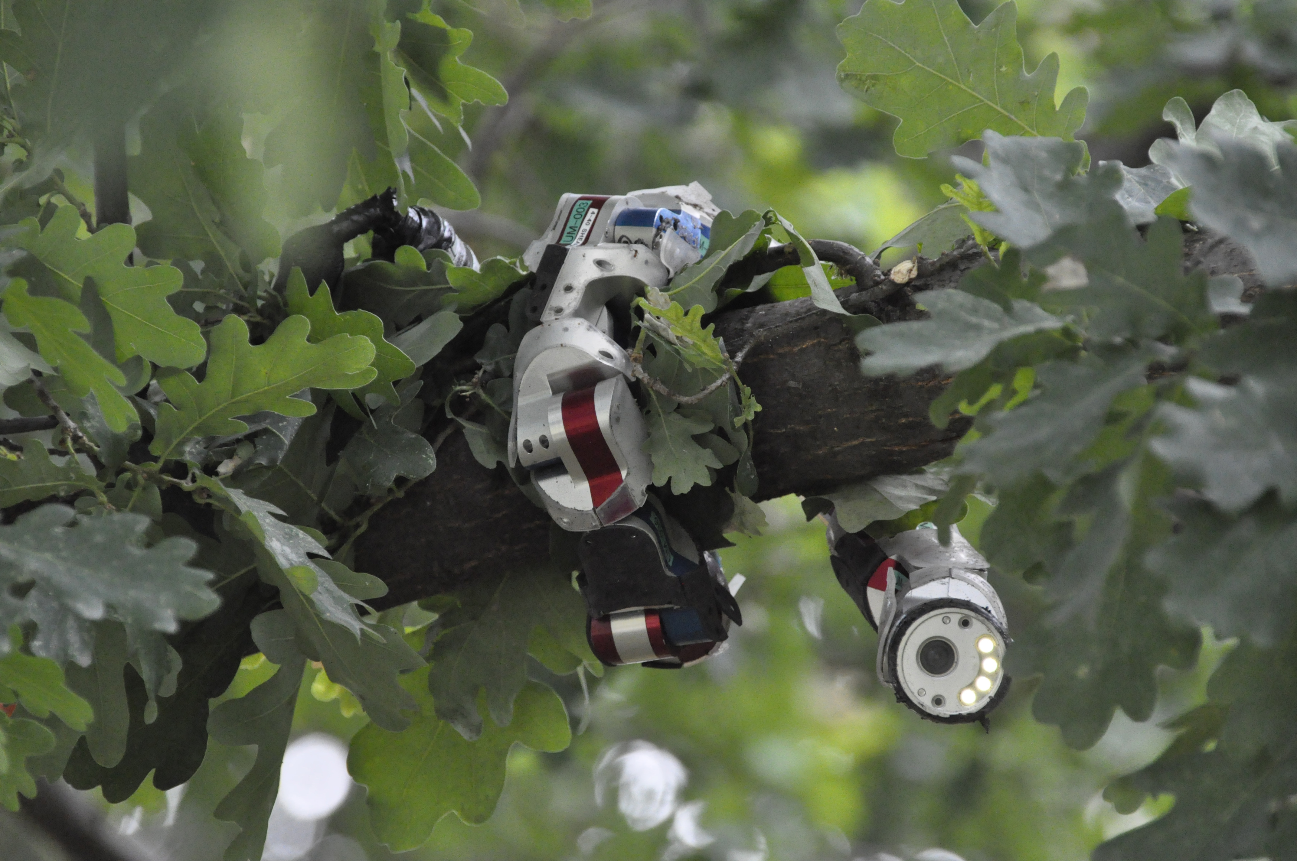 A snake-like robot developed by researchers at Carnegie Mellon University climbs a tree. The robot was able to climb sloping sand when it was programmed with the unique wave motion discovered in the sidewinder snakes. (Credit: Carnegie Mellon University)