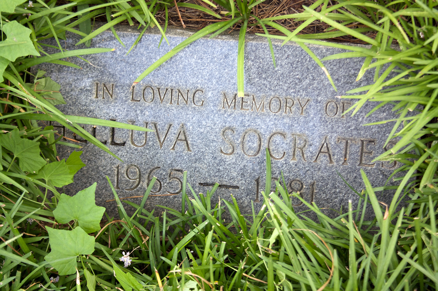 Socrates the dog is buried on the lawn of the Van Leer Building