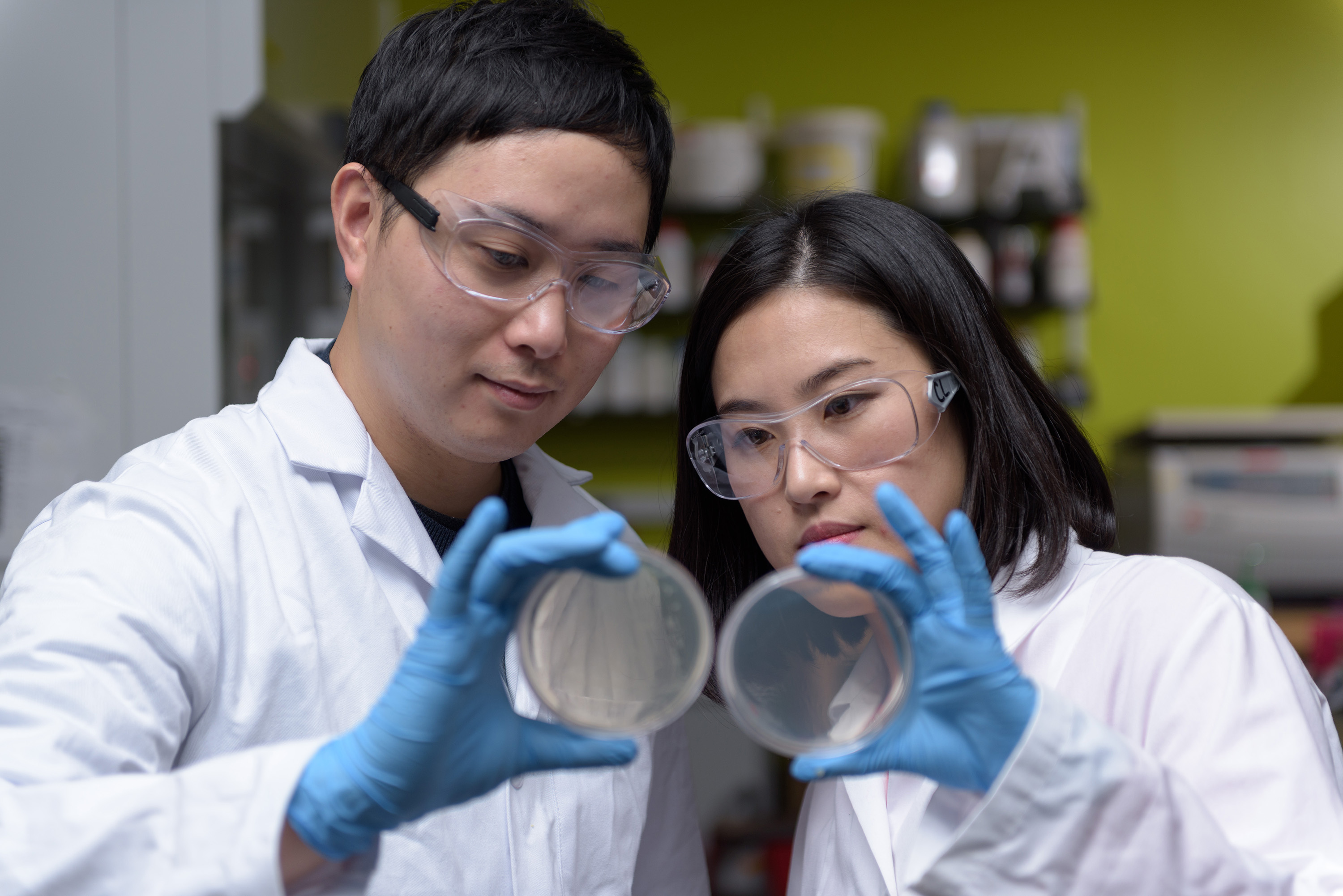 Postdoctoral Fellows Won Tae Choi and Yeongseon Jang demonstrate how the growth of bacterial colonies on agar plates was used to quantify the effect of the nanotextured surface on bacterial adhesion. (Credit: Rob Felt, Georgia Tech)