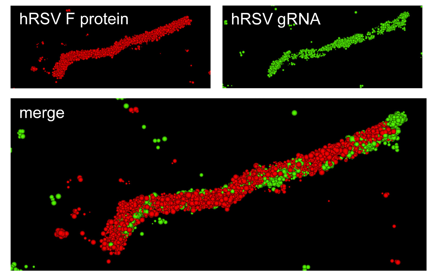 A super-resolution optical image of a specific hRSV viral filament produced with dSTORM technology. The viral filament is approximately 4 microns in length, typical of hRSV. (Image courtesy of Eric Alonas and Philip Santangelo)