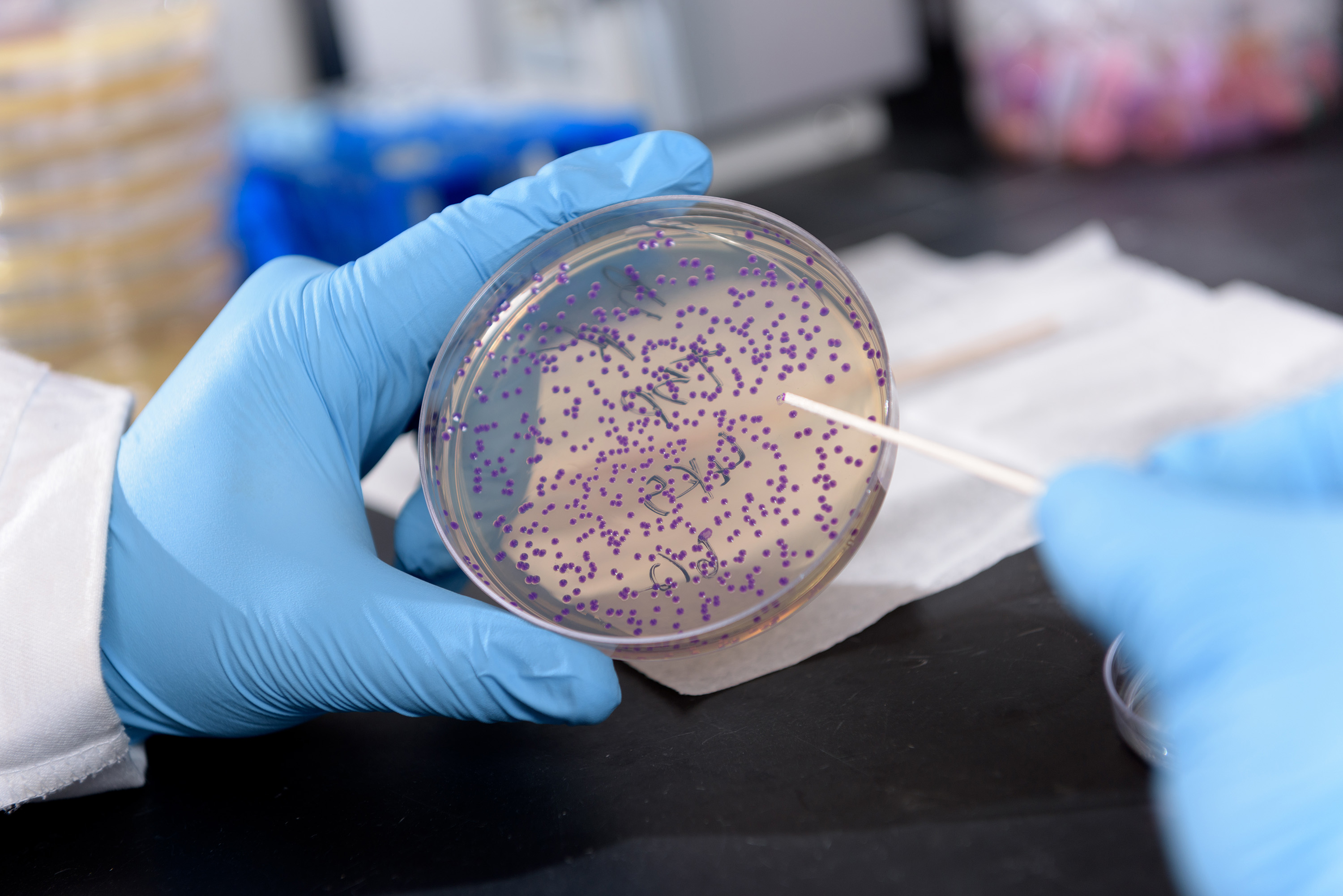 Микробиологические на аэробные микроорганизмы. Пурпурные серобактерии. Пурпурные несерные бактерии. Микроорганизмы микробиология. Бактерии в лаборатории.
