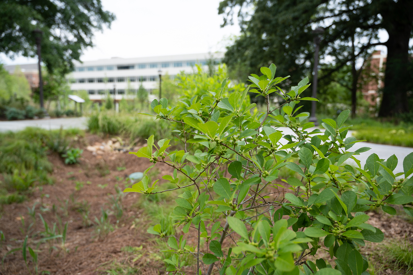 green space near the Kendeda Building. photo by Allison Carter