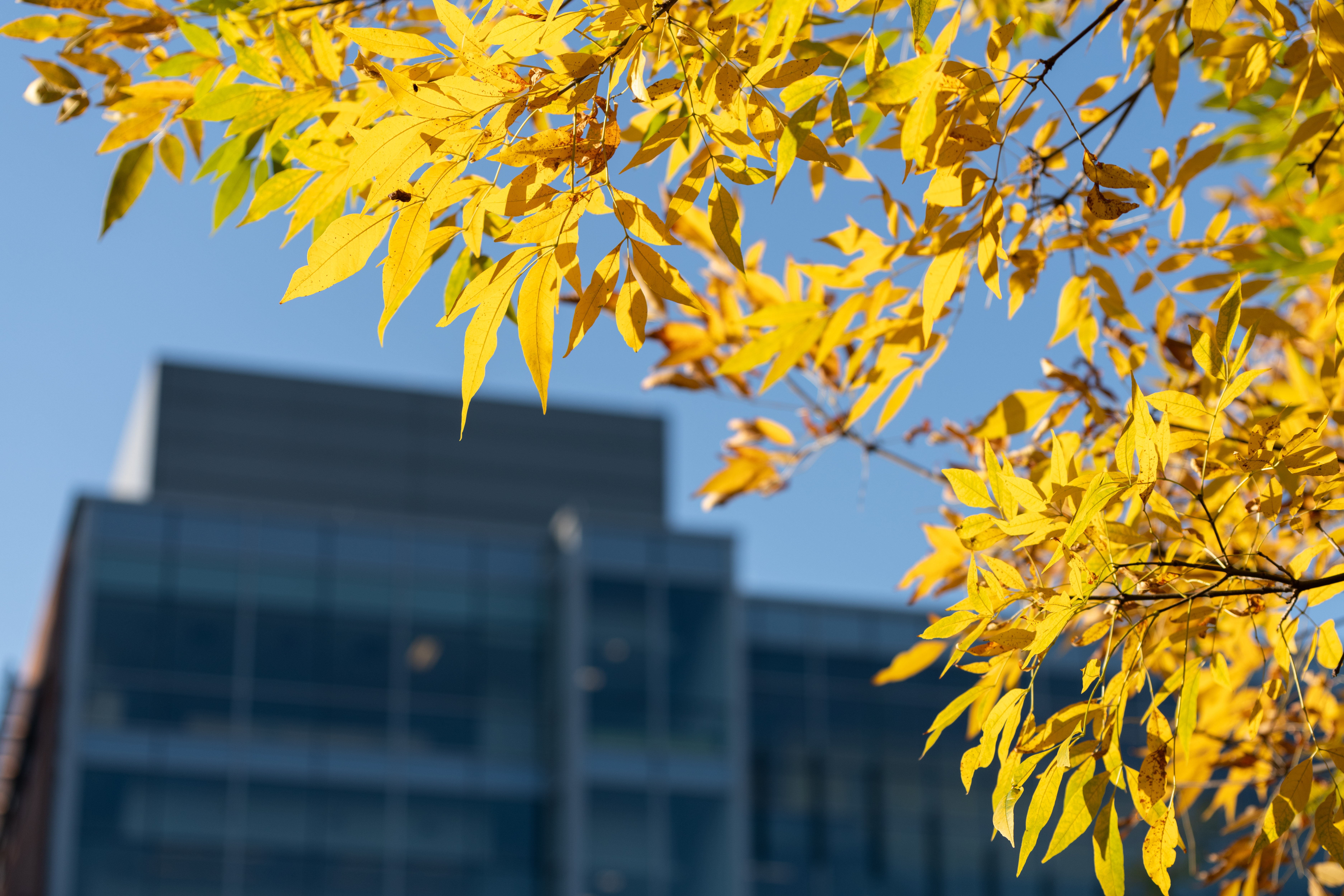 yellow foliage on campus