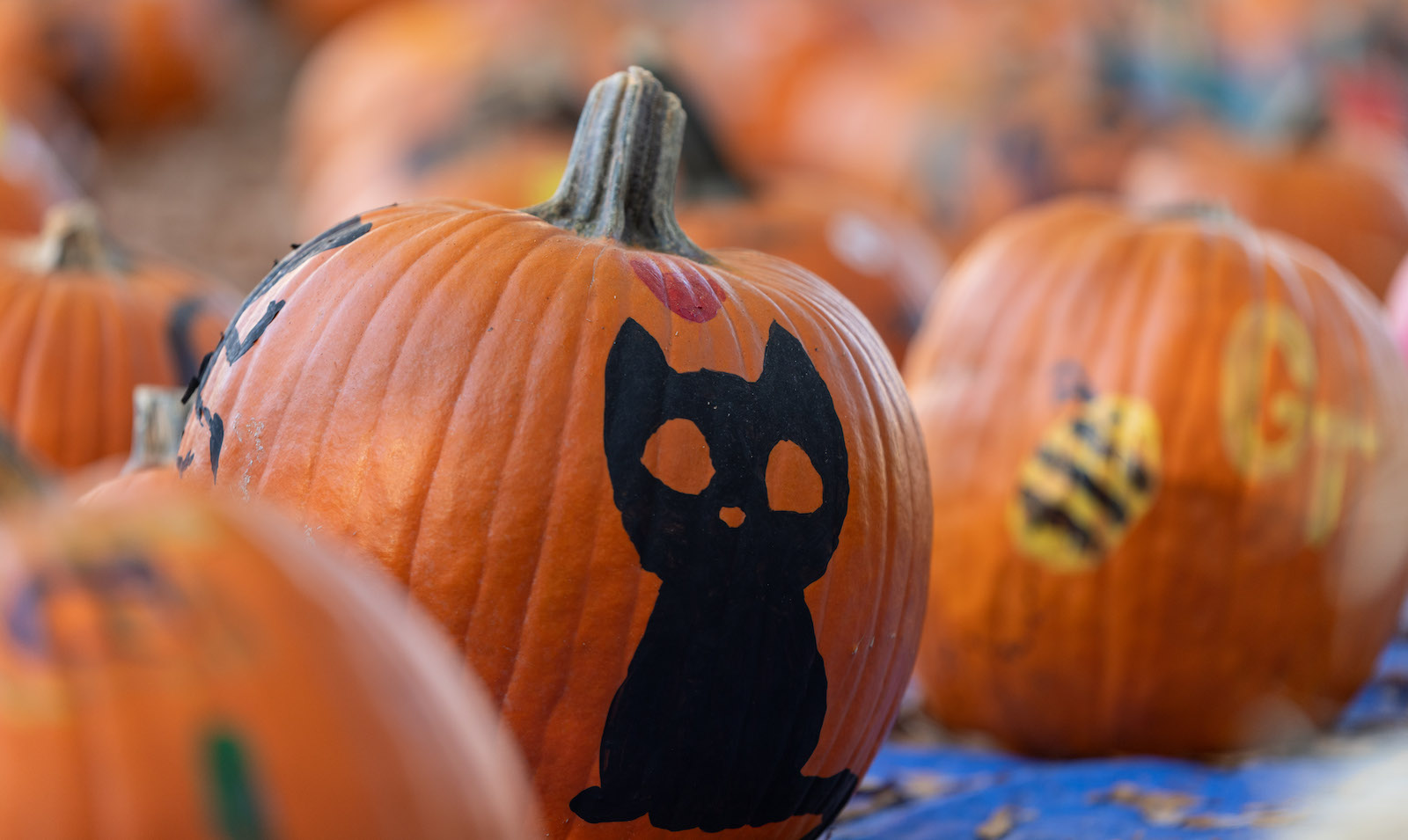 Halloween pumpkins