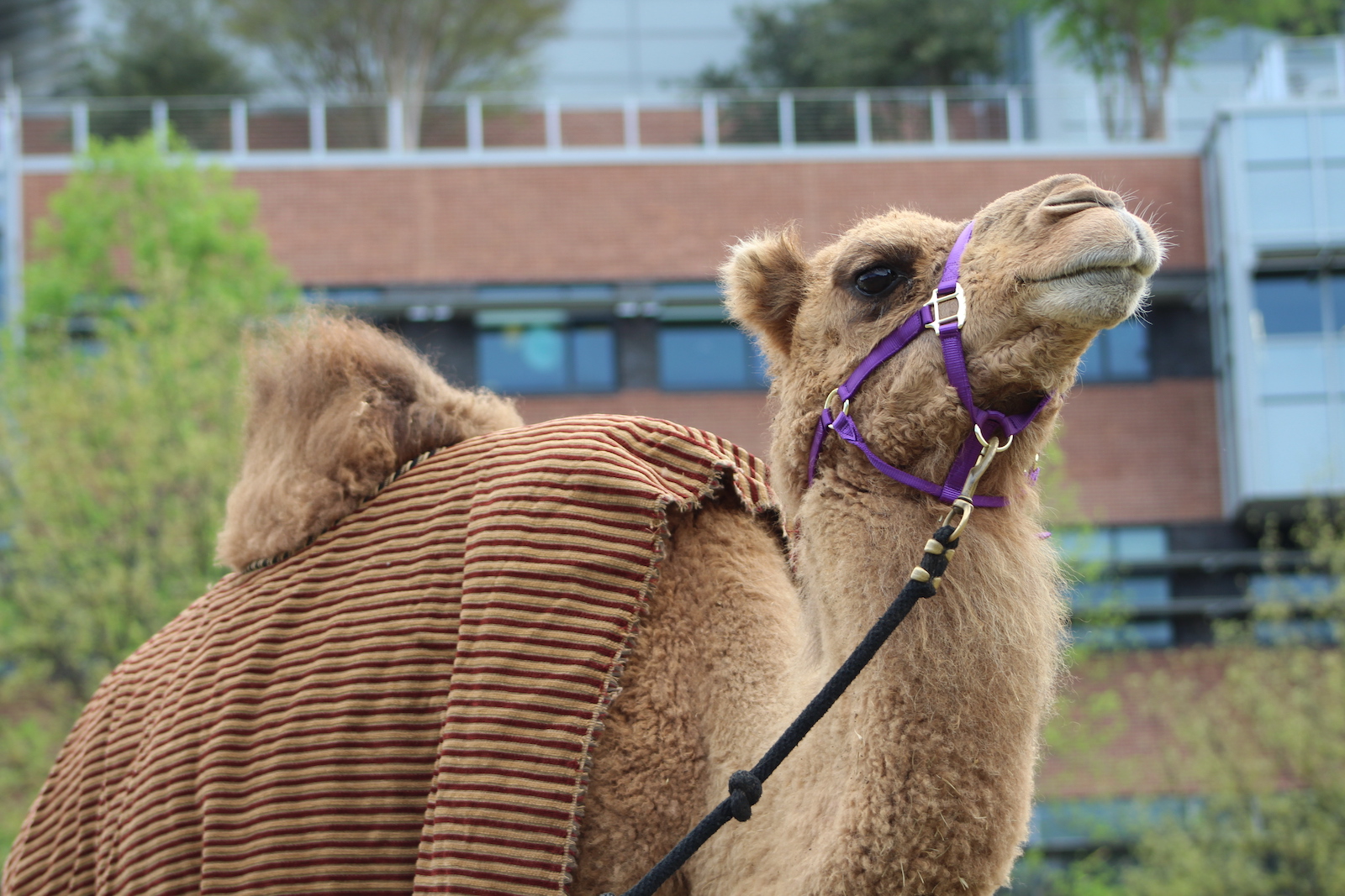 A camel on Tech Green, as part of Israel Fest. 