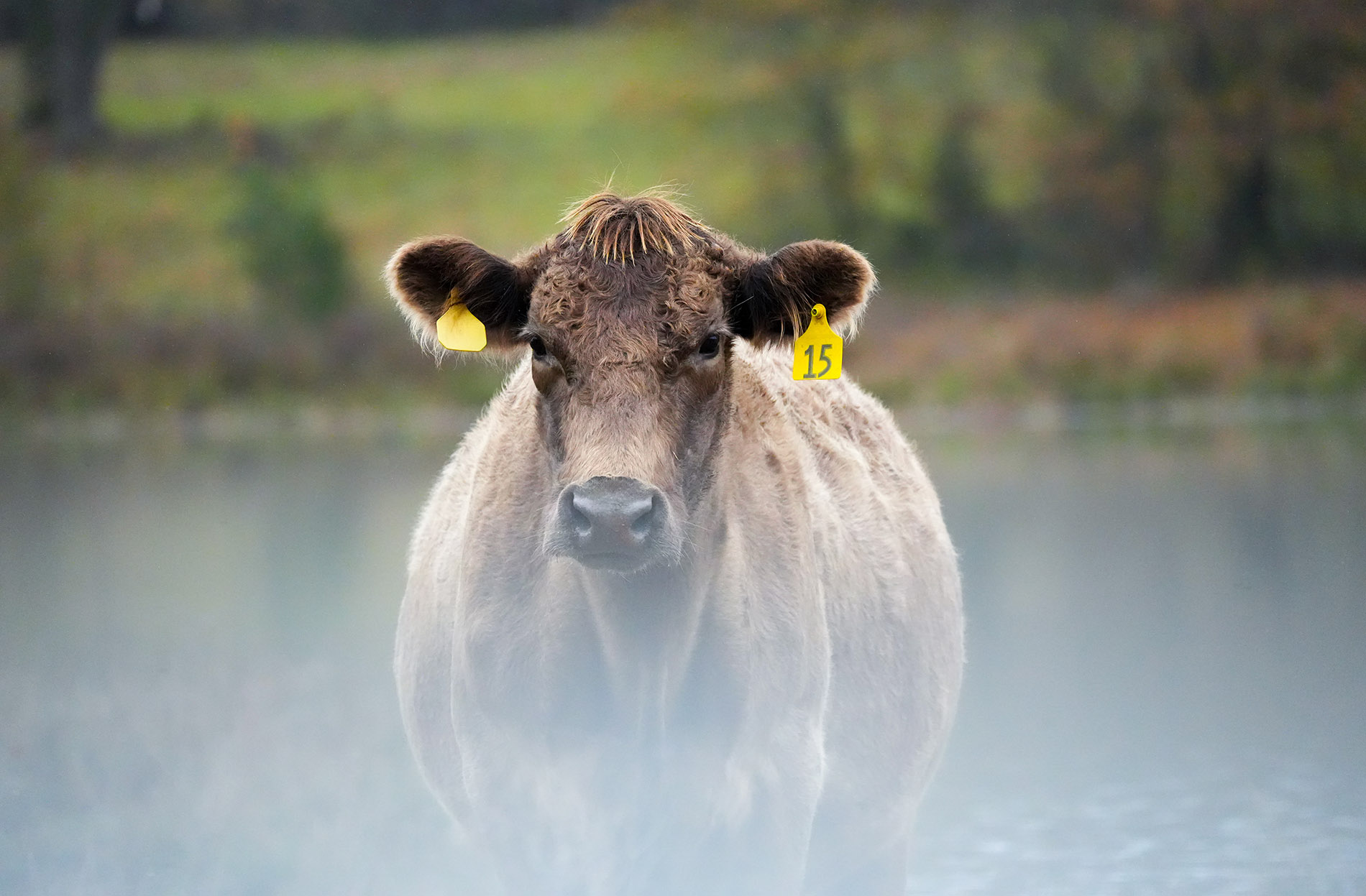 cow at beth quay's farm