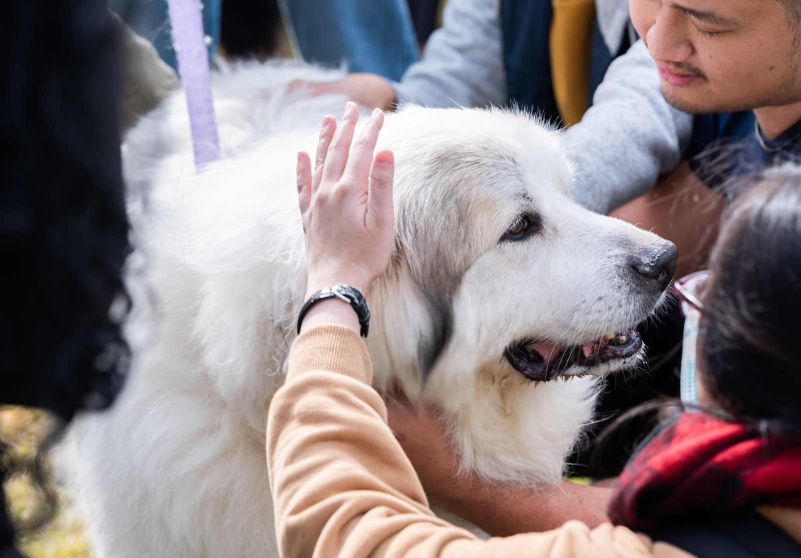 Students pet a dog during a pet therapy session. 