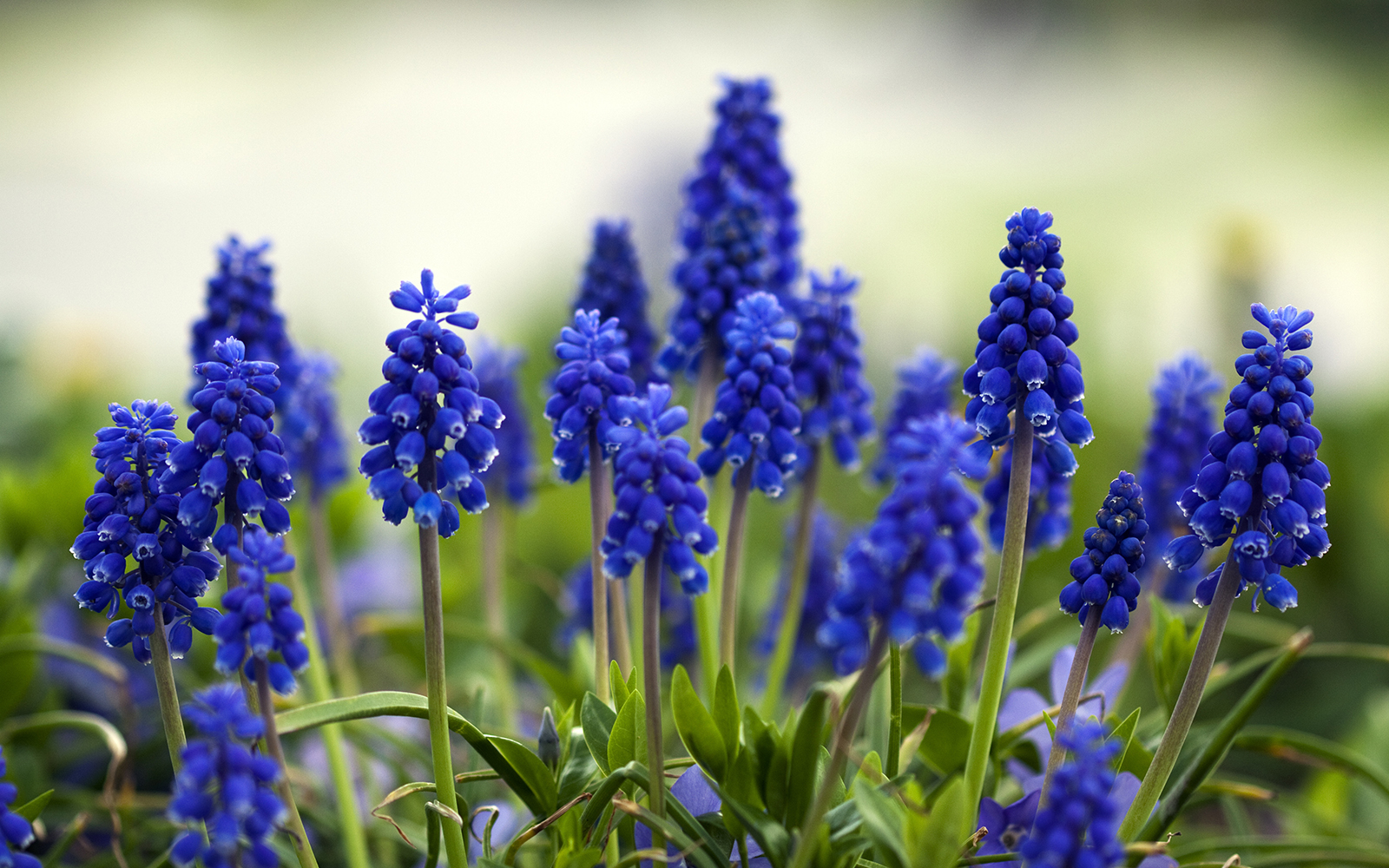 grape hyacinth