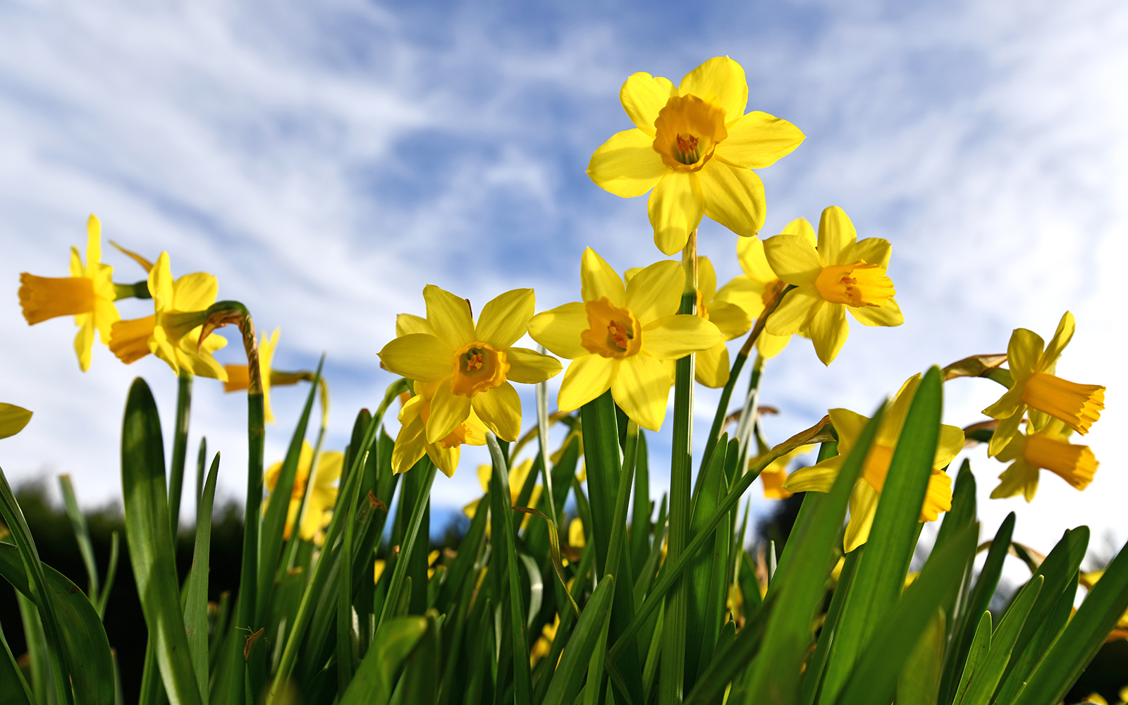 daffodils