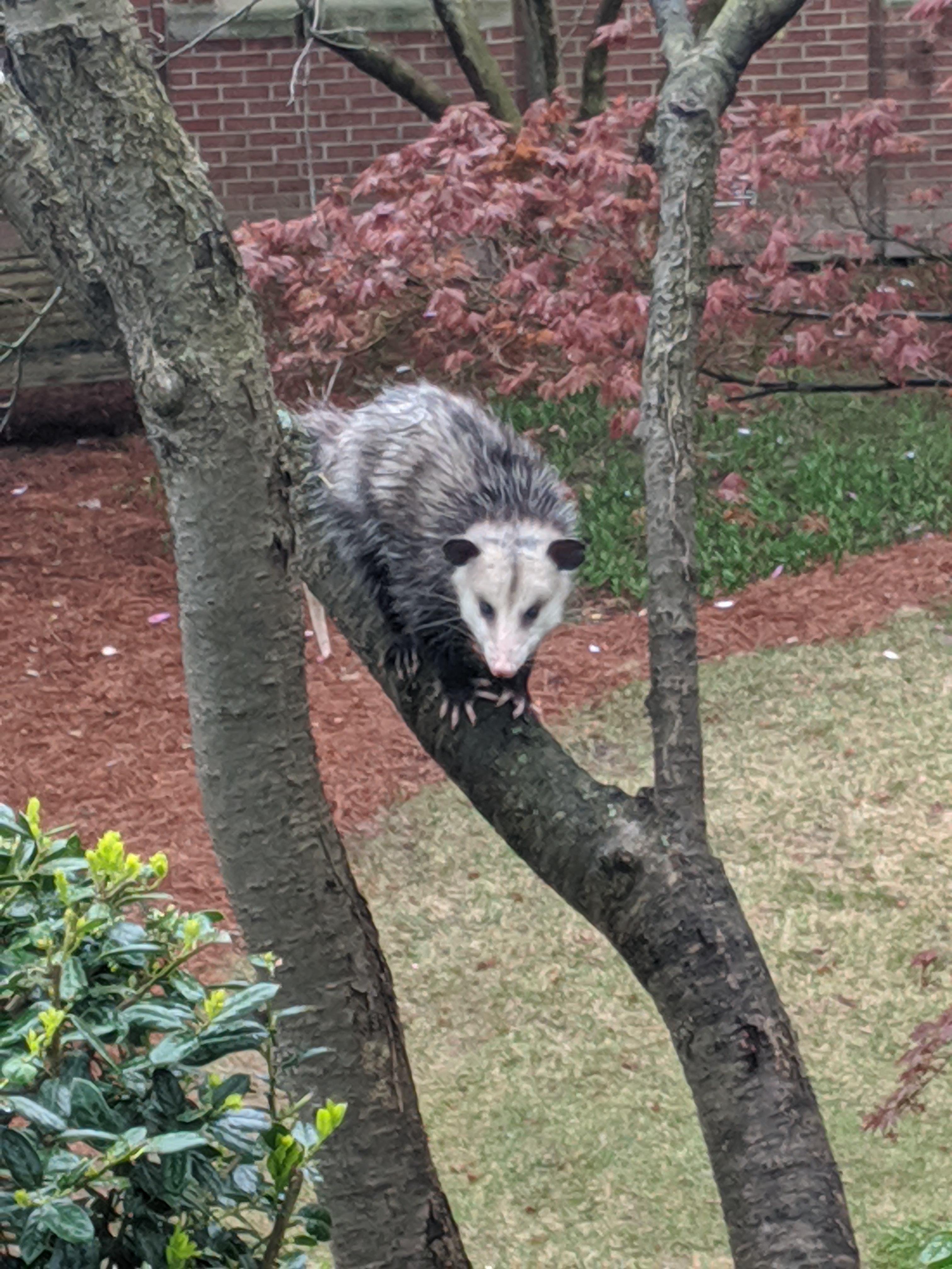 possum spotted near Tech Tower in 2020. Photo by Victor Rogers