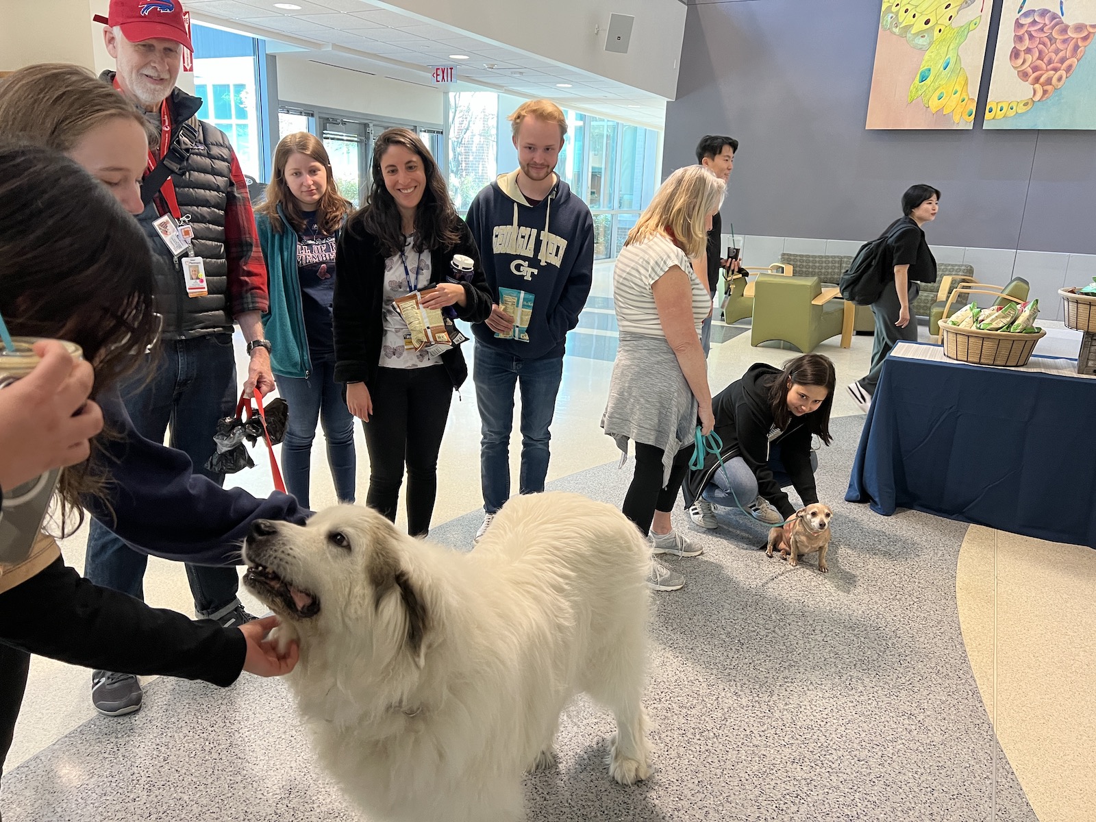 Therapy dogs at IBB Pet Therapy session