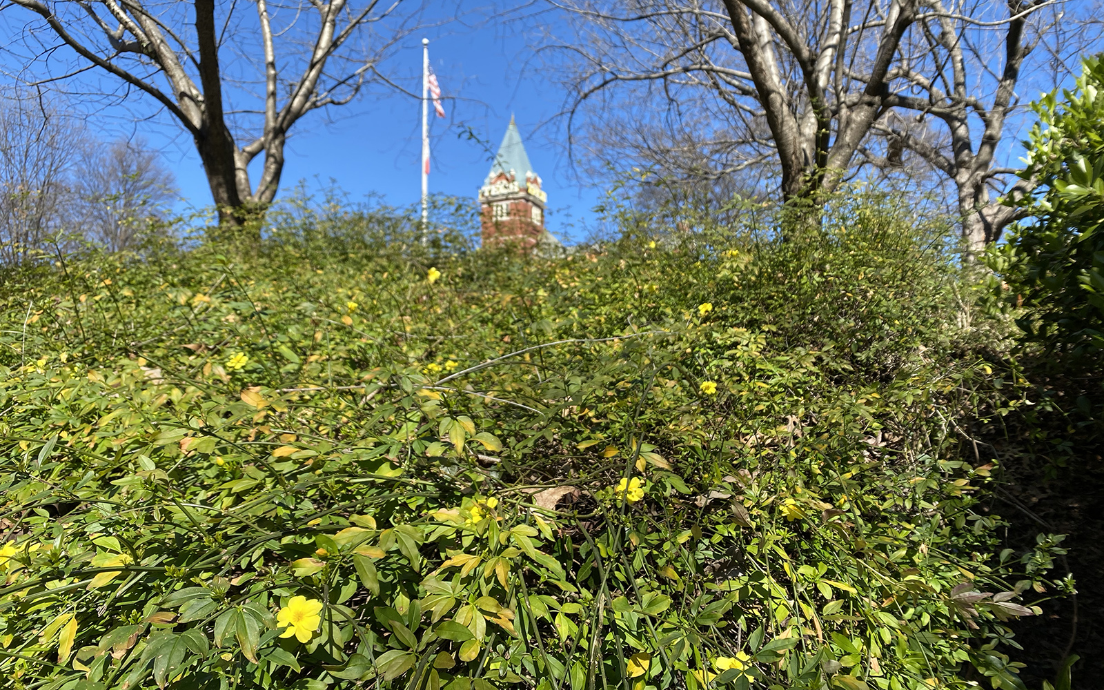 primrose jasmine along north avenue