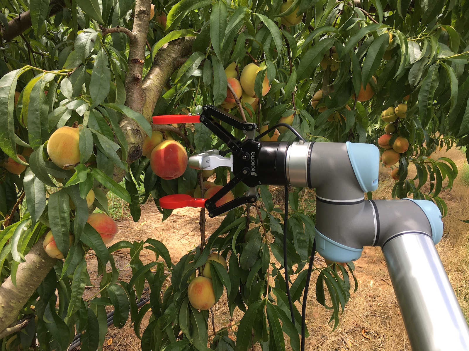 GTRI robot harvesting Georgia peaches. 