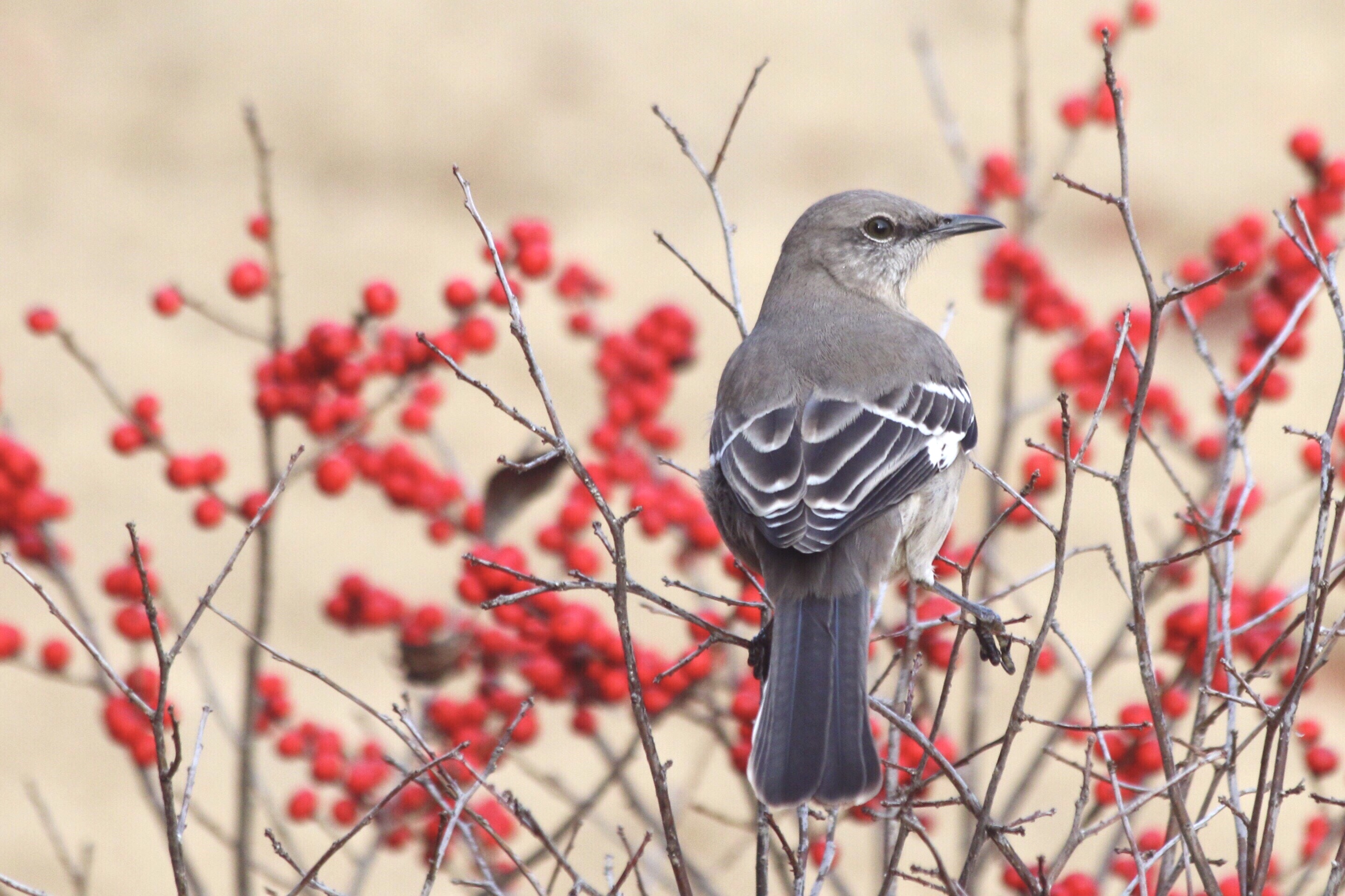 bird with red berries -Mockingbird spotted in EBB water area - photo by Yumiko Sakurai