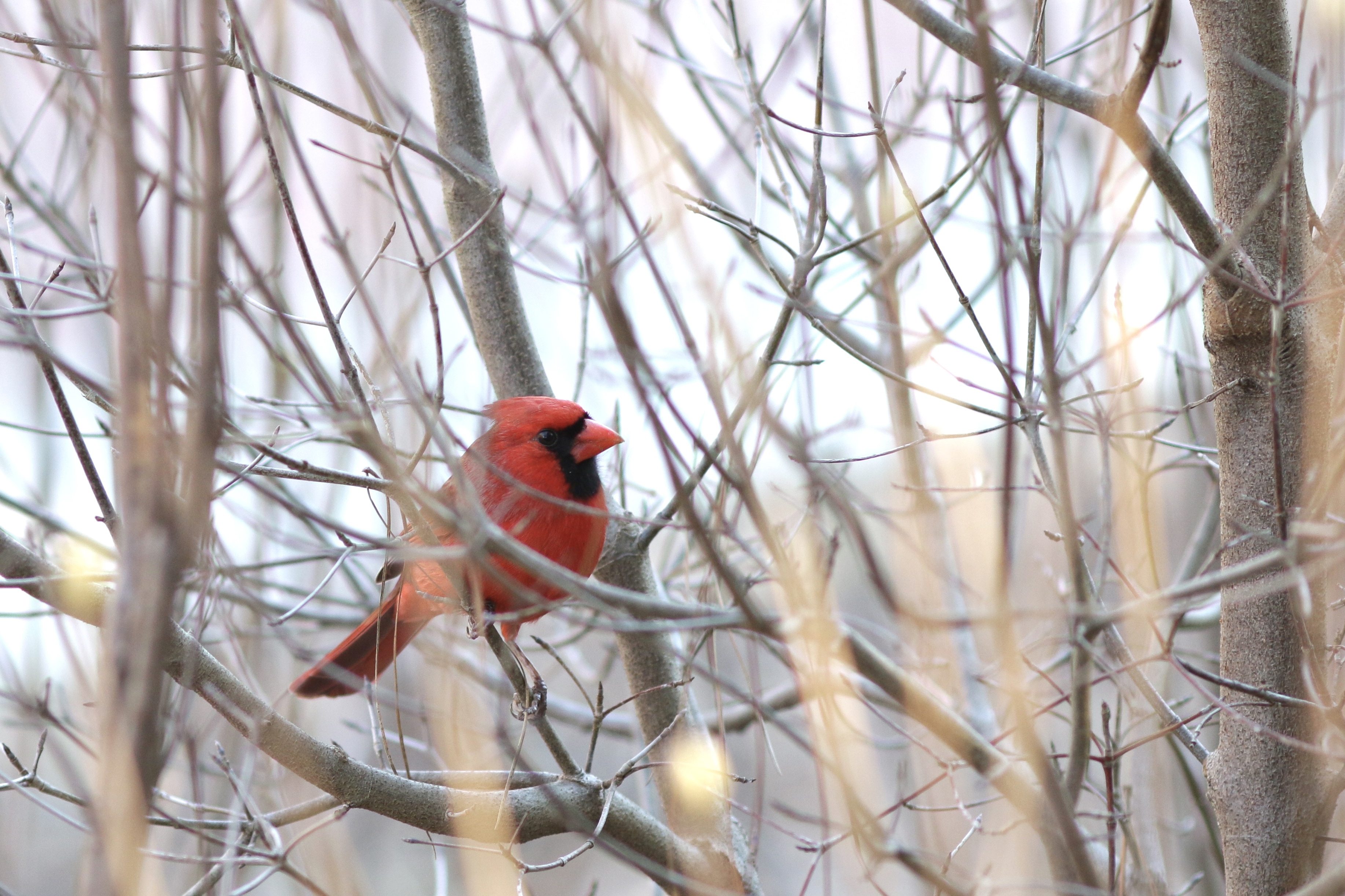 cardinal-was spotted near Ferst Center for the Arts. photo by Yumiko Sakurai