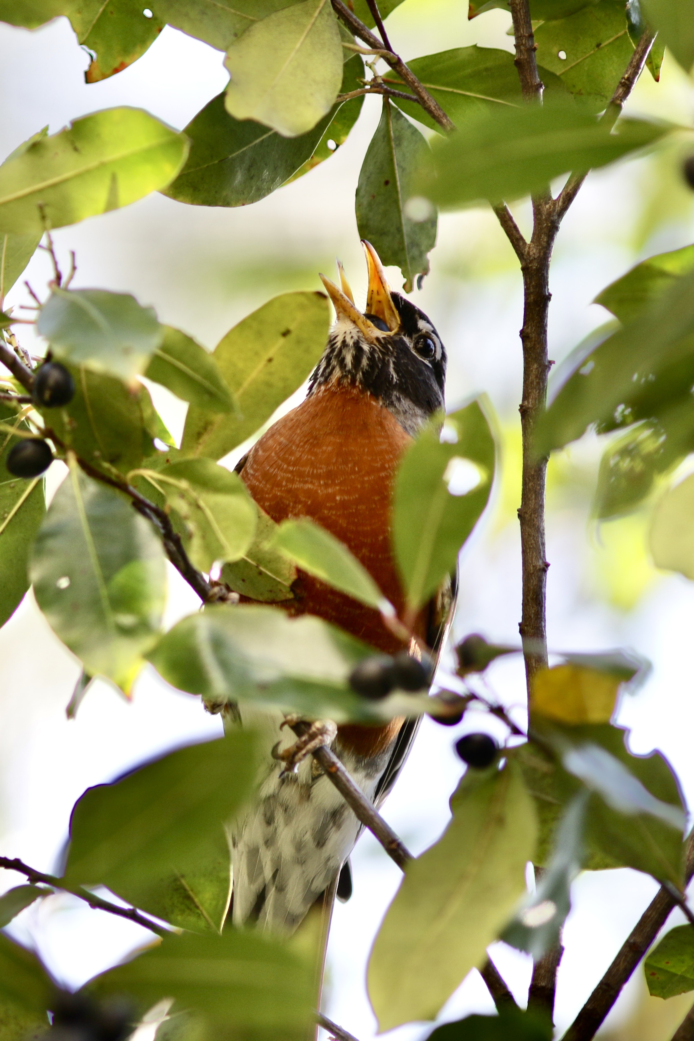 open mouth-robin in green area near Allen sustainable education building. Photo by Yumiko Sakurai 