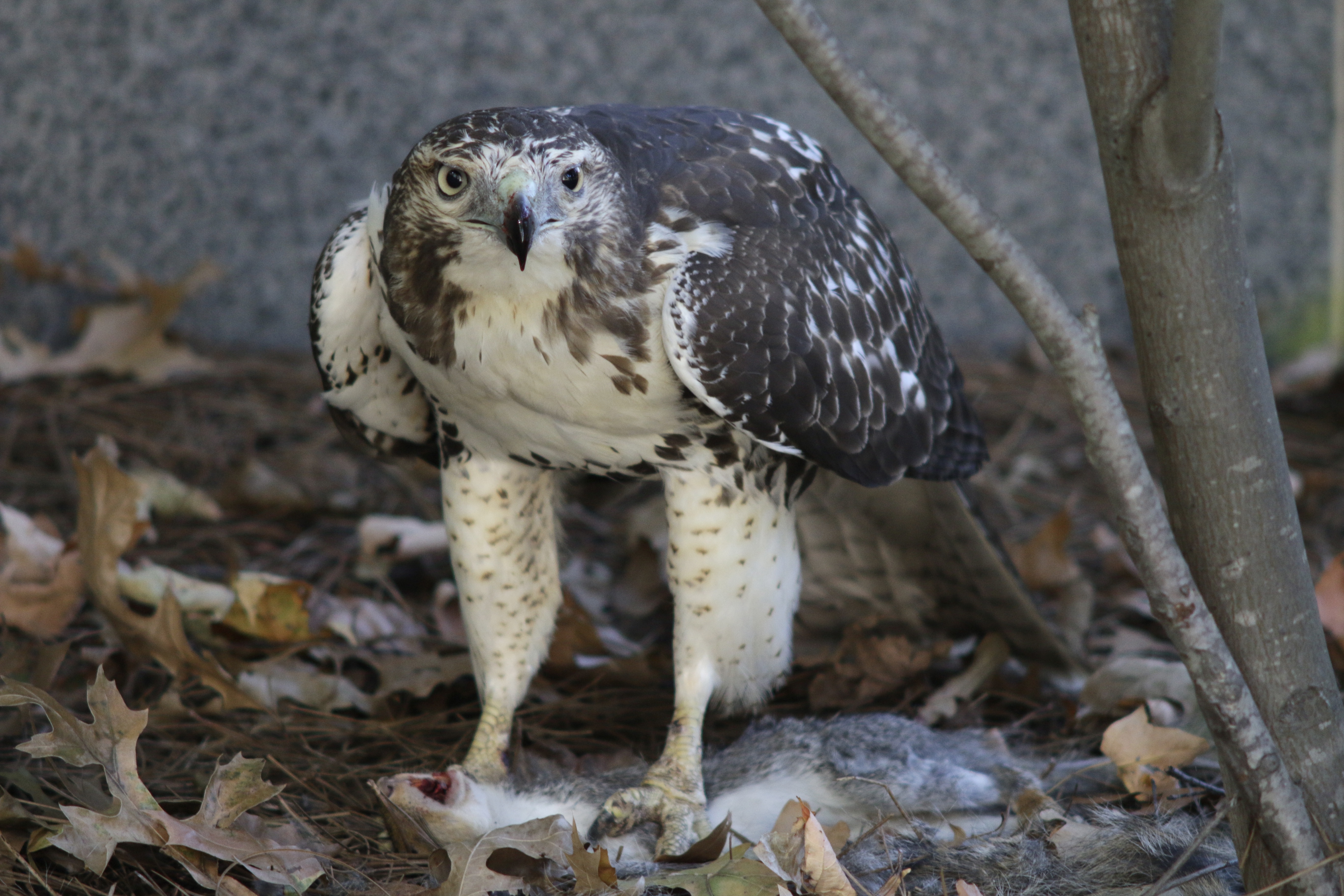 a red-tailed hawk captured a squirrel on Atlantic Drive between IBB and IEN buildings 