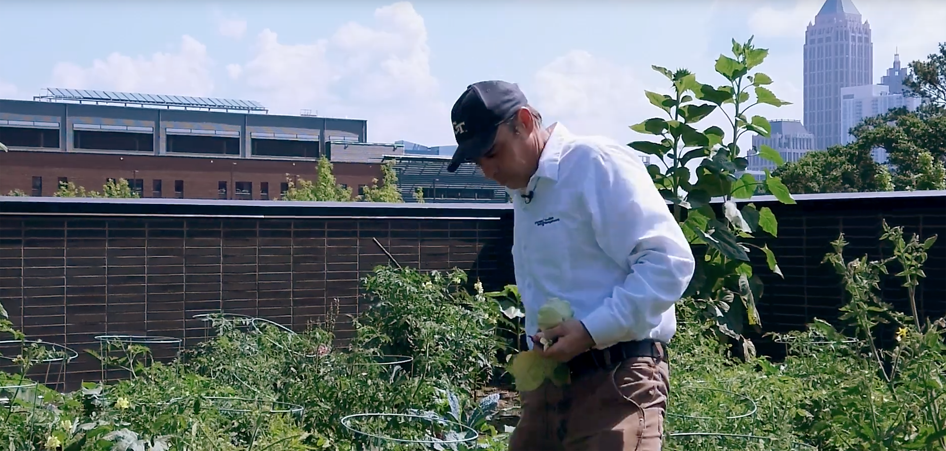 Steve Place tends the Kendeda Building rooftop garden