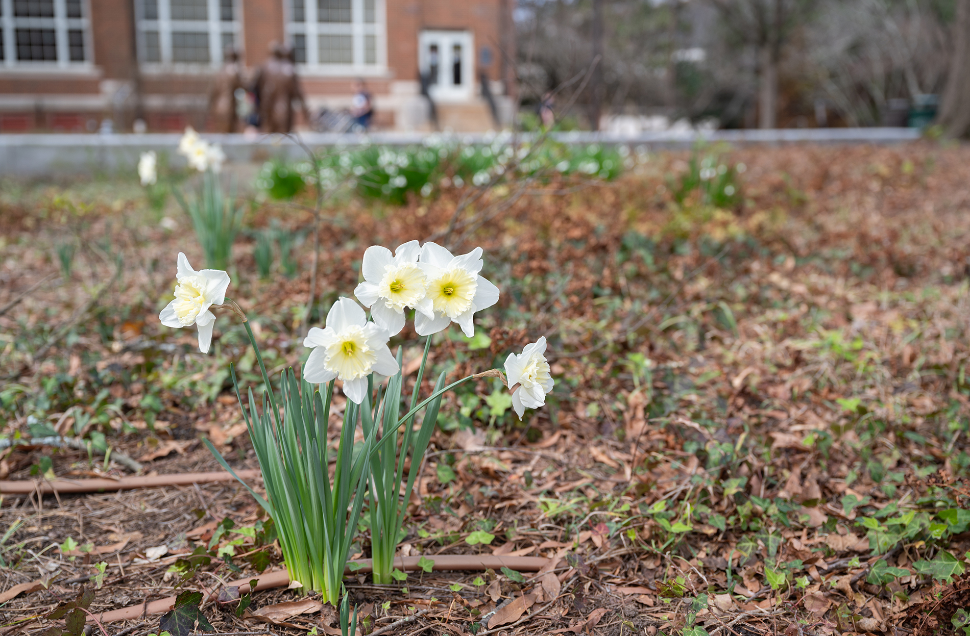 daffodils in harrison square
