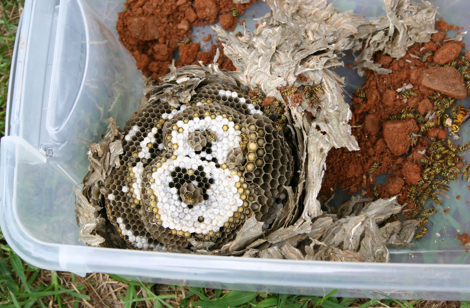 yellow jacket nest