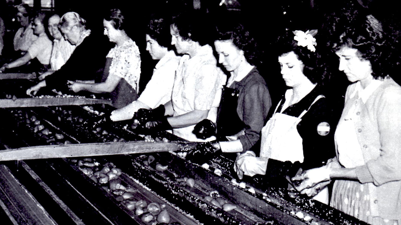 Women pick pimientos on the production line at the National Biscuit Company Plant during peak packing season.