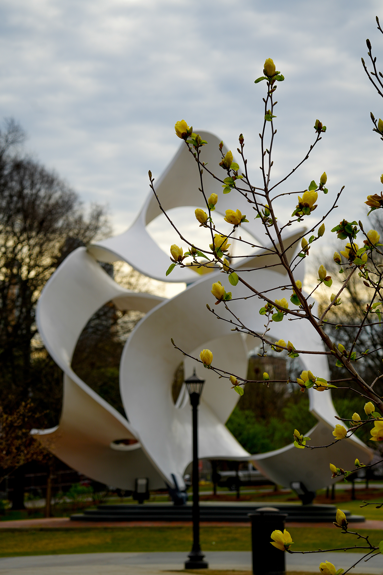 yulan magnolia near sculpture