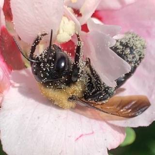 carpenter bee