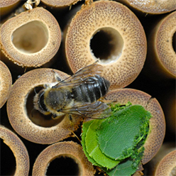 leafcutter bee