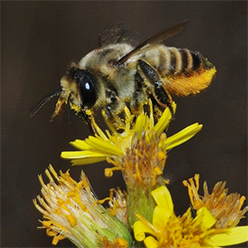 leafcutter bee