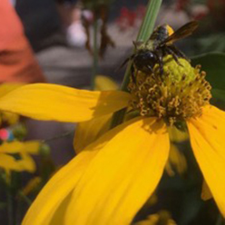 mason bees