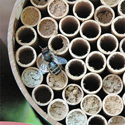 mason bees nesting