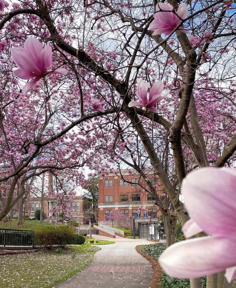 saucer magnolia