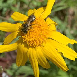 sweat bee