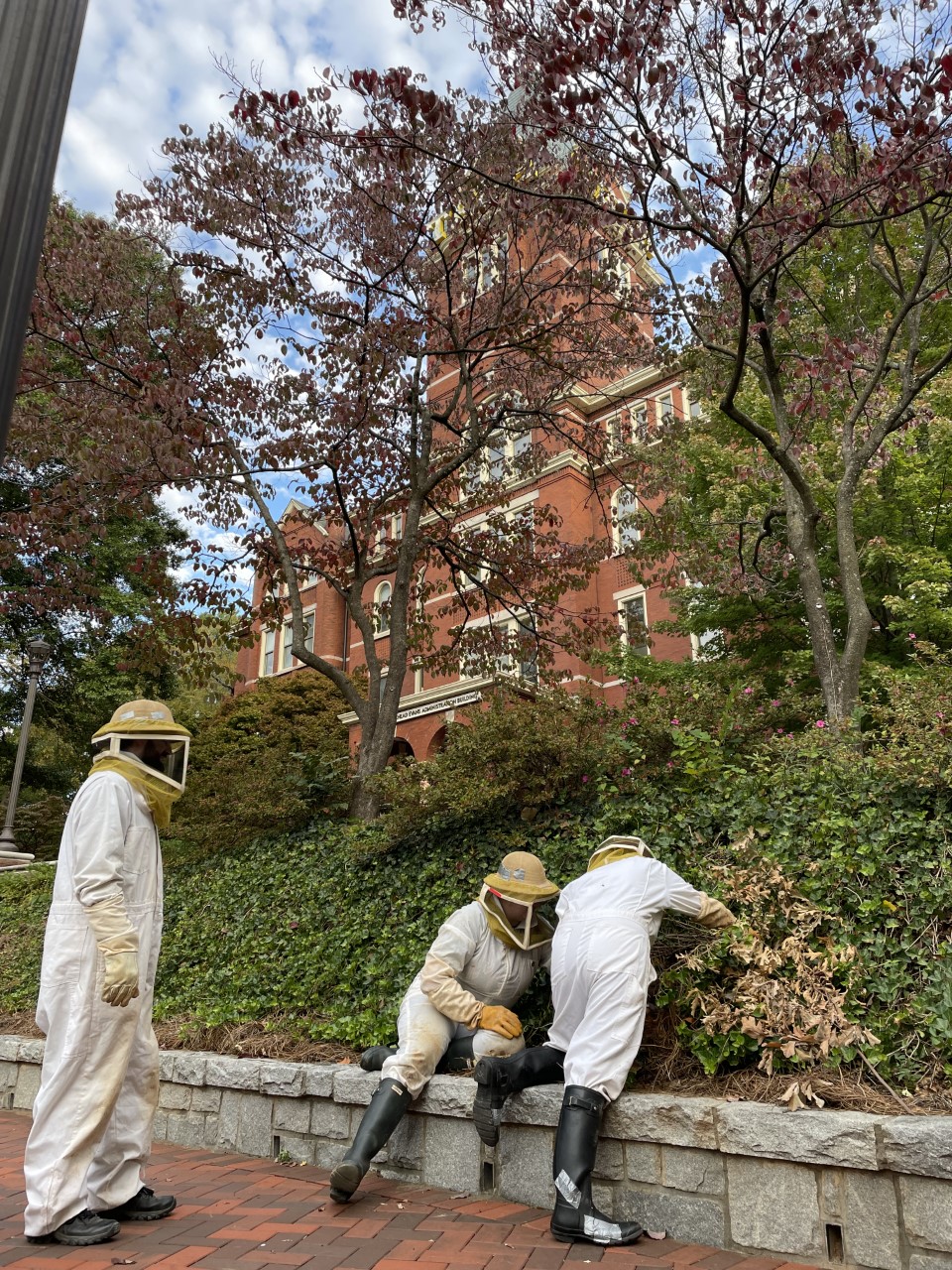 researchers remove yellow jacket nest in front of Tech Tower