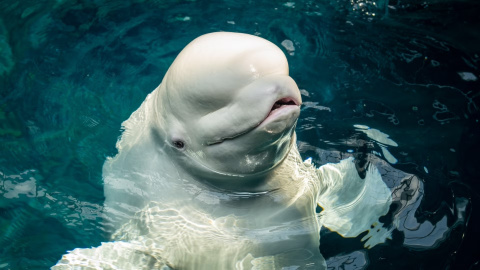 Beluga Whale