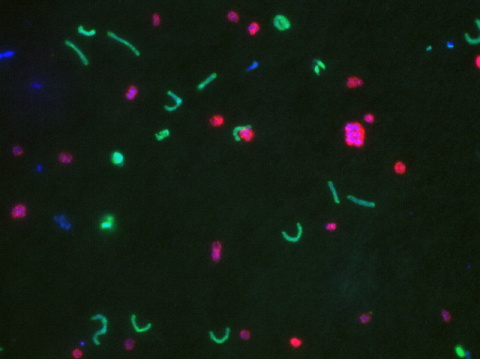 bacteria Konstantinidis.jpeg