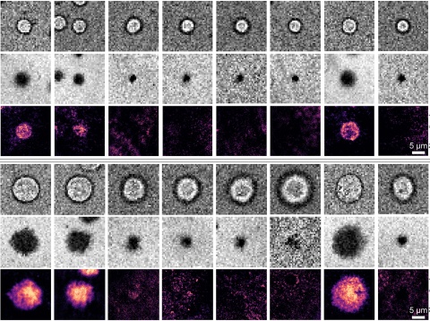 Protein Handshake Holds Key to Immune Response