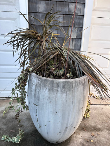 Outdoor plant