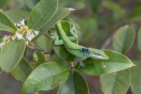 Stroud will spend the next five years transforming Lizard Island into the world’s premier evolutionary observatory (Credit: Jon Suh)