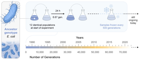 Founded in 1988, the Long-Term Evolution Experiment (LTEE) is the world’s longest-running ongoing evolution experiment now spanning 75,000 generations. (Illustration: Mark Belan/ArtSciStudios)