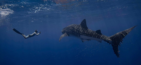 Deep Dive Into Shark Ecology Provides Path to Conservation | News