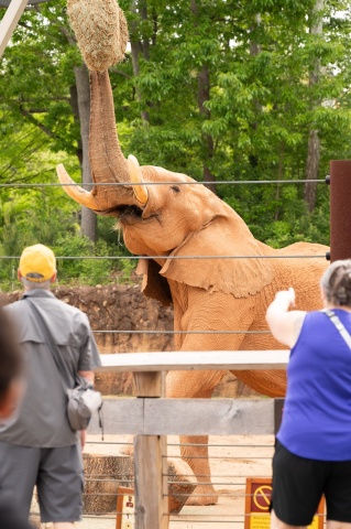 Elephant uses its trunk to grab hay that is suspended in the air