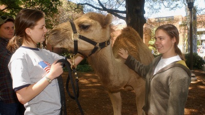 GT Hillel hosts Israel Fest each year to raise awareness about Israeli culture, including bringing a live camel to socialize with students.