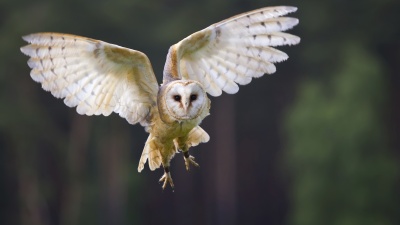 Engineers looked at the wing structure of owls, which allow the animal to fly quietly, to help design the bullet train.