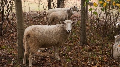 Sheep are helping clean up kudzu in an area north of the BioTech Quad.