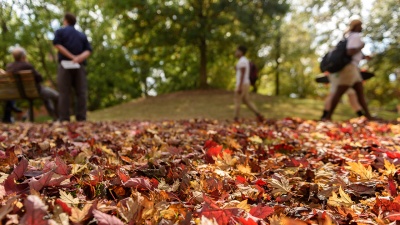 Leaves on the ground in November