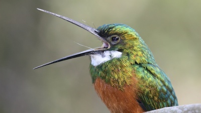 A rufous-tailed jacamar (Photo by Benjamin Freeman)
